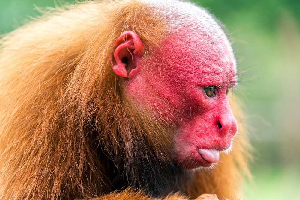 Close up photo of Bald Uakari