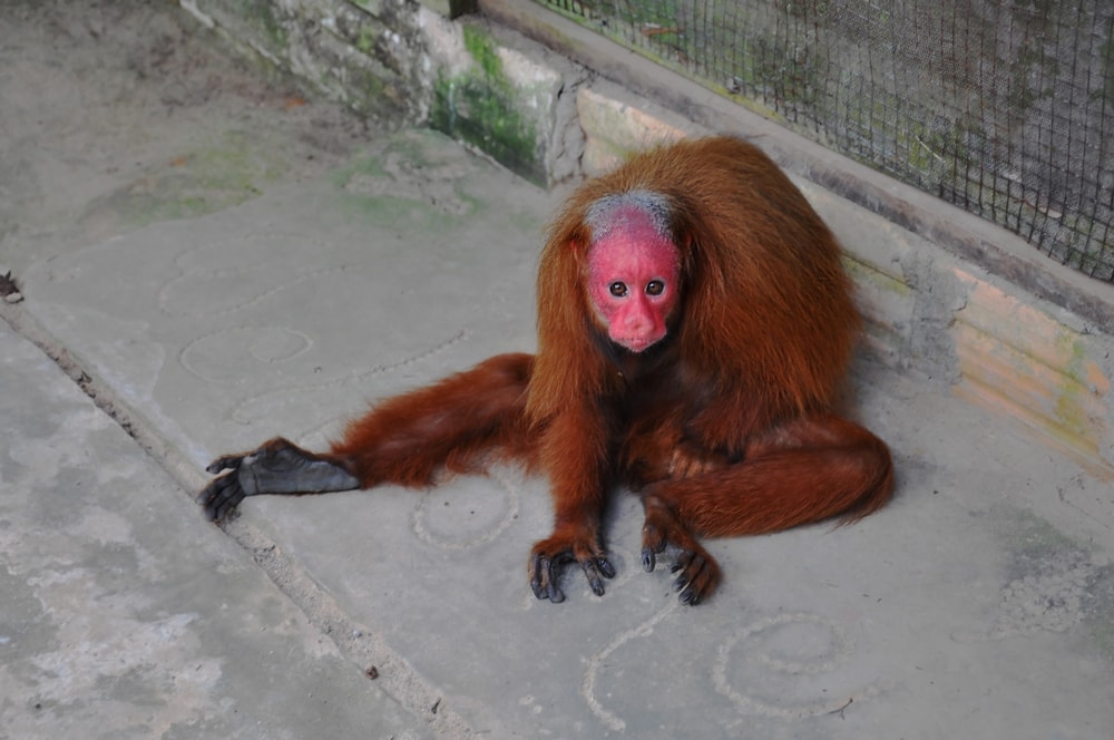 Bald uakari sitting outside its cage