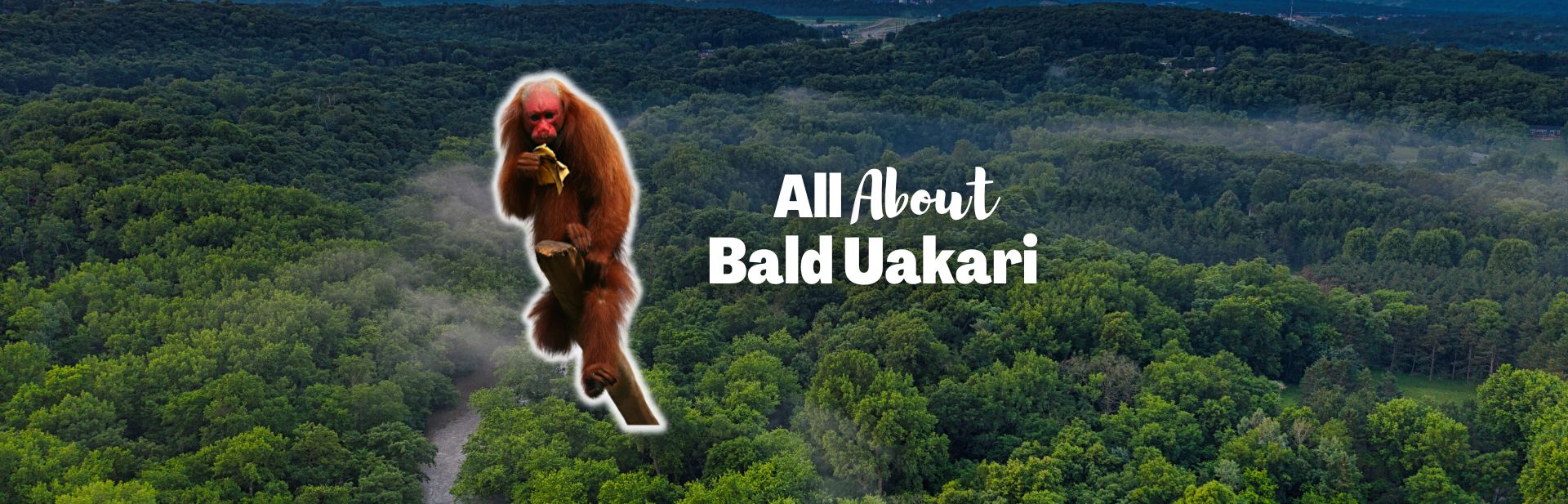 Bald uakari featured image