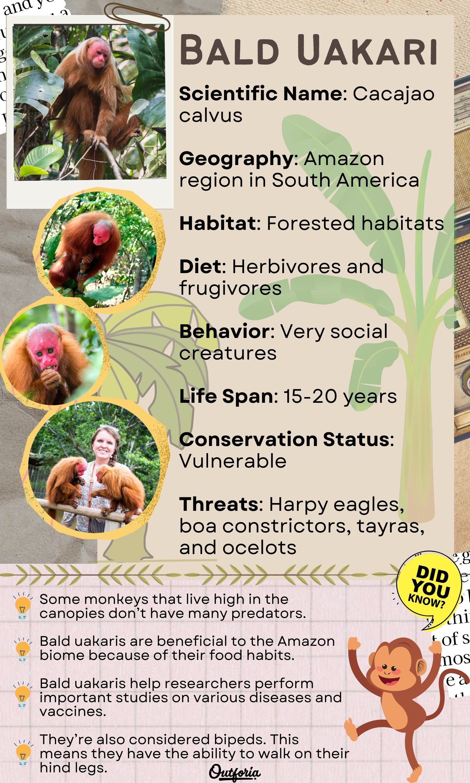 Chart of the different facts about Bald Uakari complete with pictures and more