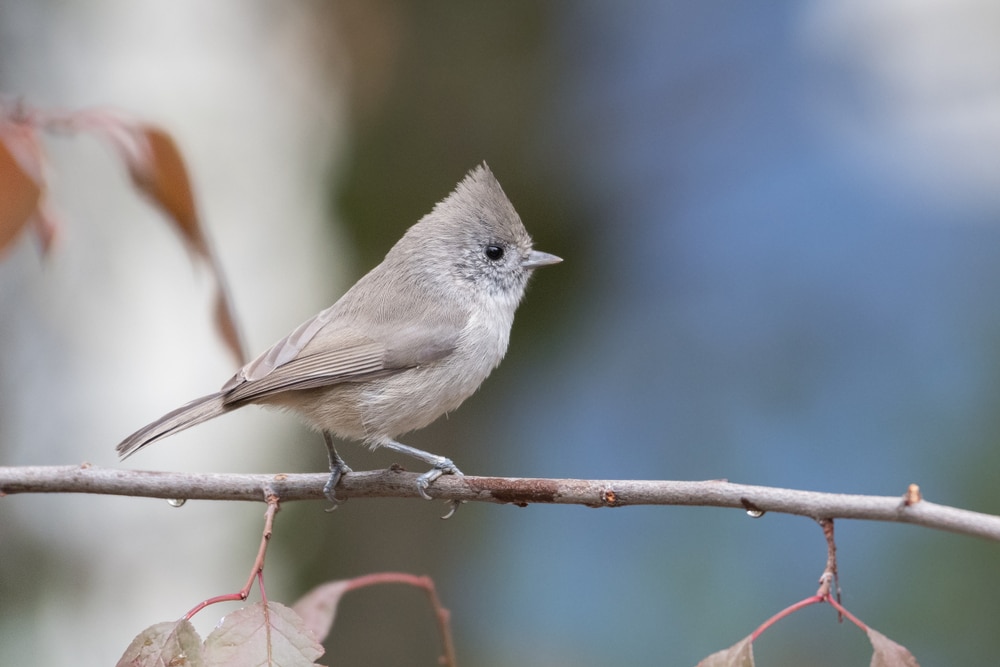 Oak Titmouse (Baeolophus inornatus) holding on a thin branch