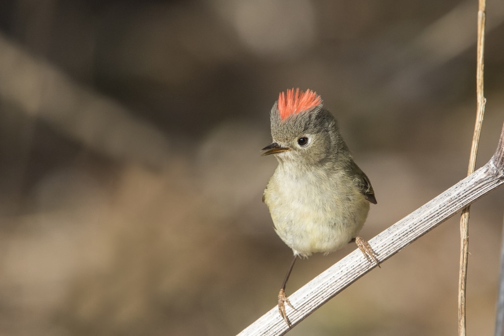 ​​Ruby-Crowned Kinglet (Corthylio calendula) on a metal rod