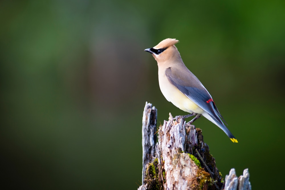 Cedar Waxwing (Bombycilla cedrorum) standing on a cut wood