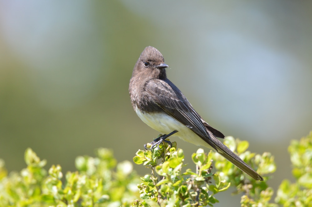 Black Phoebe (Sayornis nigricans) standing on clover leaves