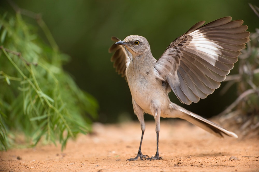 Northern Mockingbird (Mimus polyglottos) flexing its wings