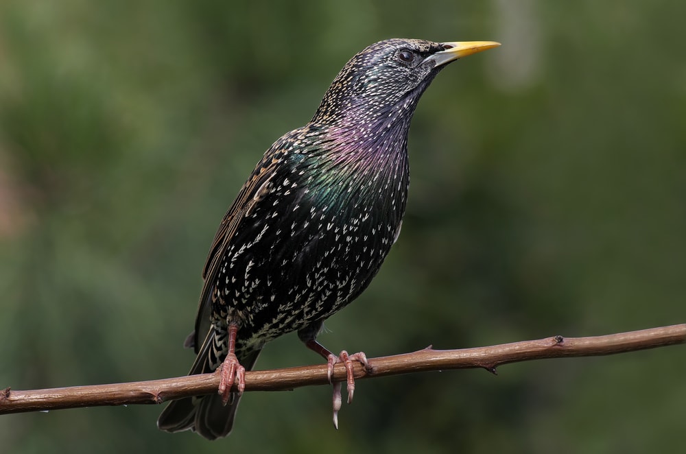 European Starling (Sturnus vulgaris) holding on a long stick