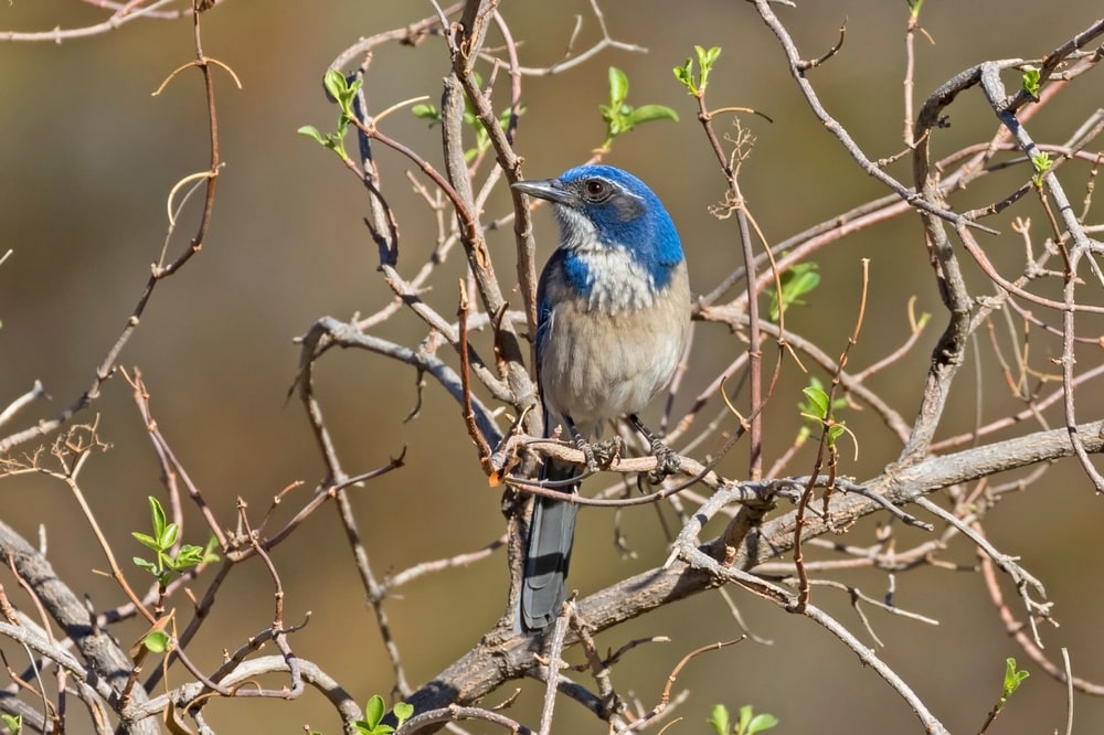 California Scrub-Jay (Aphelocoma californica) standing on trees full of thorns