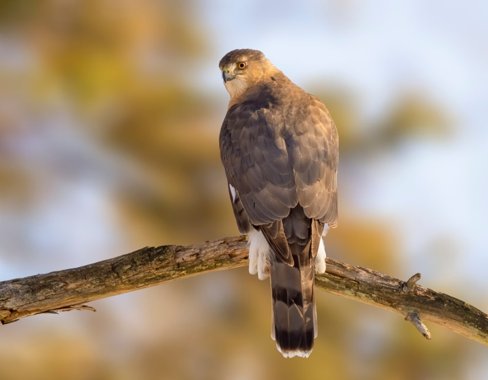 Cooper's Hawk (Accipiter cooperii) looking back to the camera