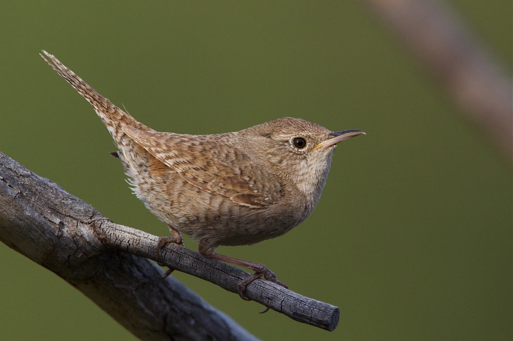 House Wren (Troglodytes aedon) holding on a branch of tree
