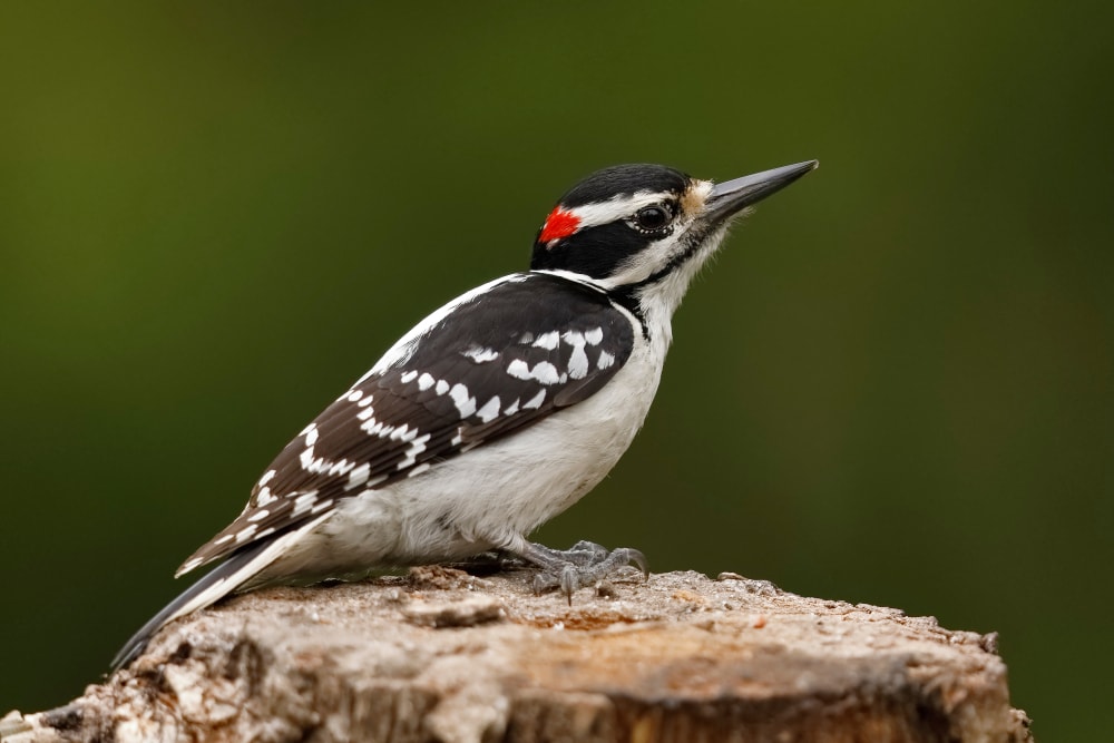 Hairy Woodpecker (Leuconotopicus villosus) standing on a cut wood