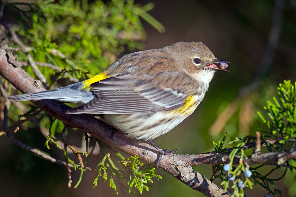 Yellow-Rumped Warbler (Setophaga coronata) with pea on its mouth