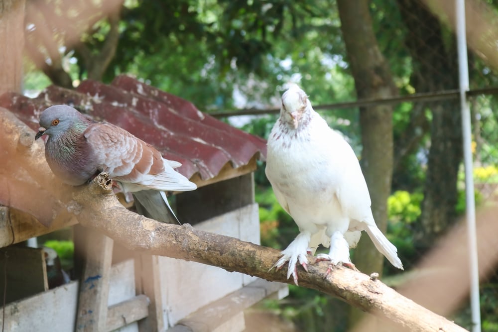 Rock Pigeon (Columba livia) inside a huge cage