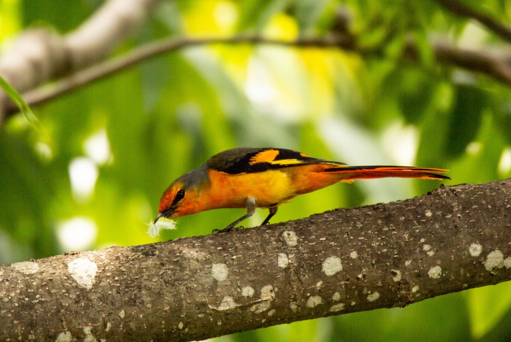 Bullock’s Oriole (Icterus bullockii) eating shreds of a wood