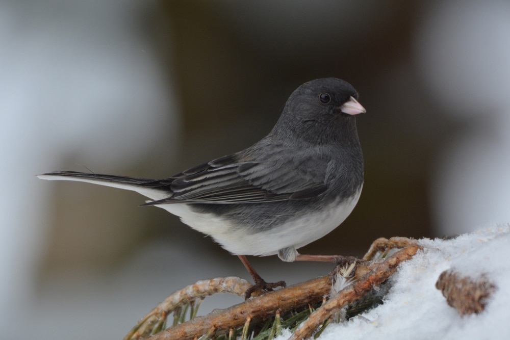 Dark-Eyed Junco (Junco hyemalis) during winter