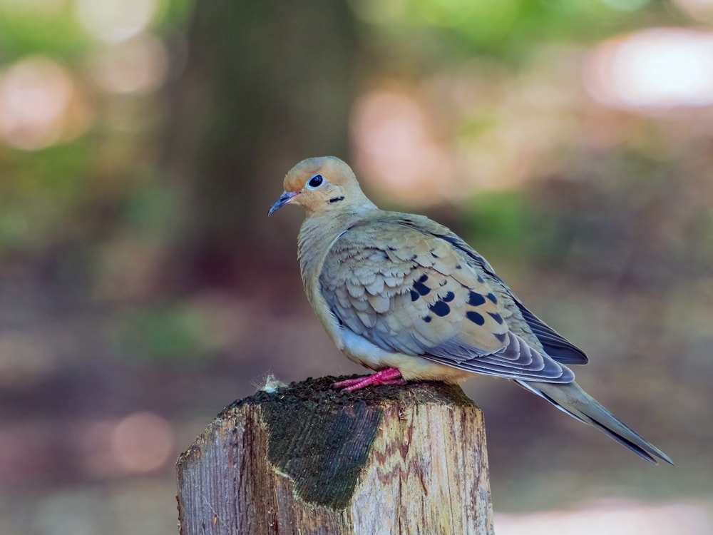 Mourning Dove (Zenaida macroura) standing on a burned tree