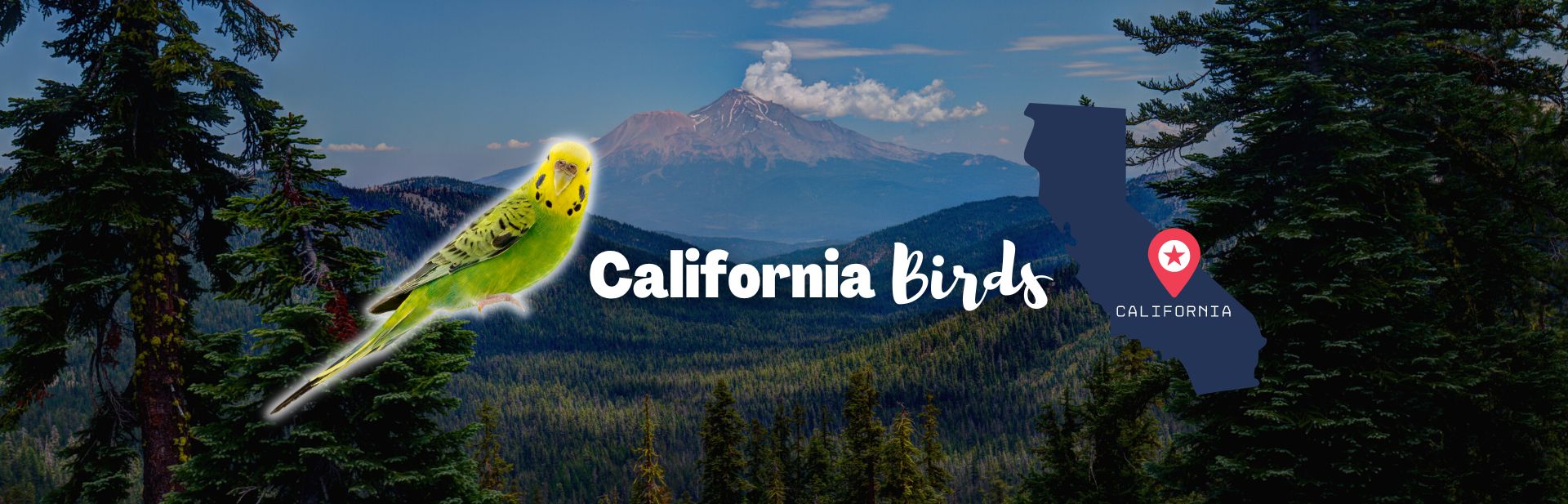 California Birds featured image