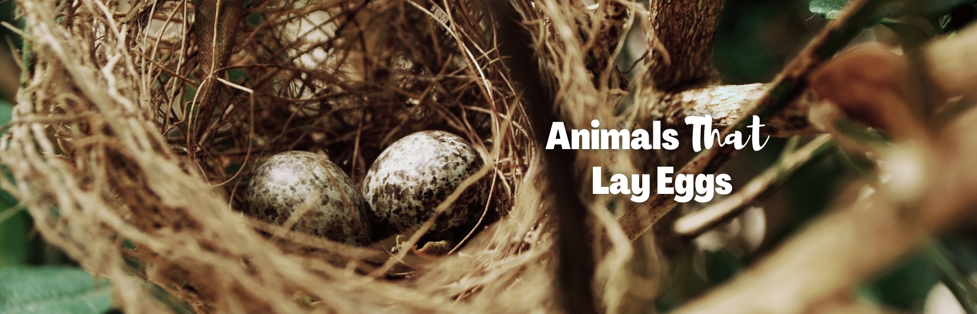 animals that lay eggs featured image