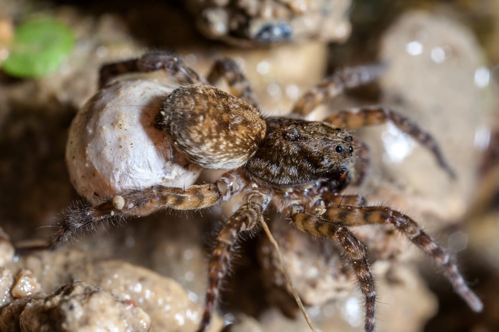 a spider carrying its egg sac