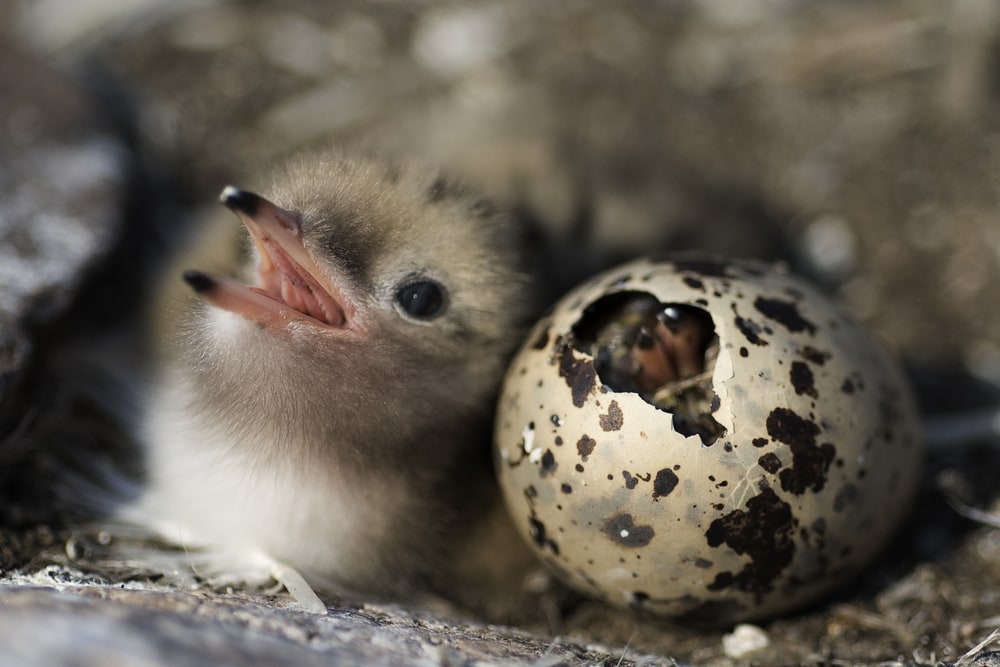 image of a hatching bird