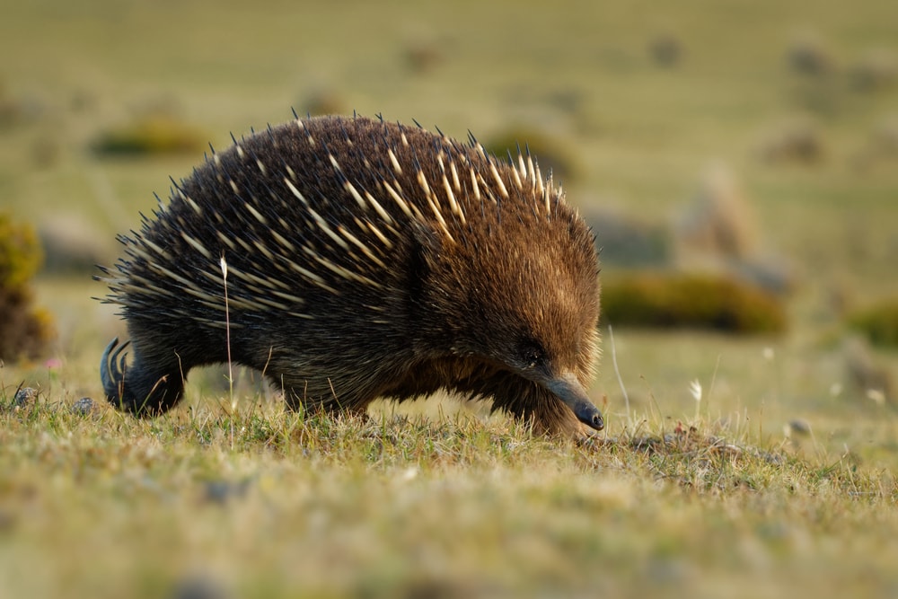 Short-beaked Echidna in the Australian bush,
