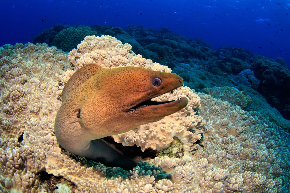 a moray eel on a coral