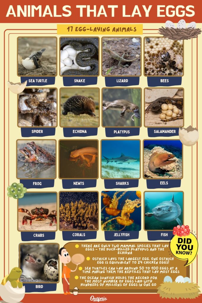 animals that lay eggs chart with names, images, and facts