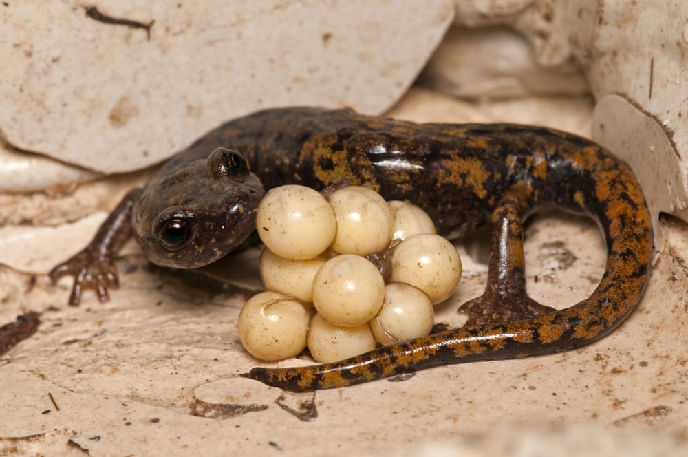 a French cave salamander with its eggs