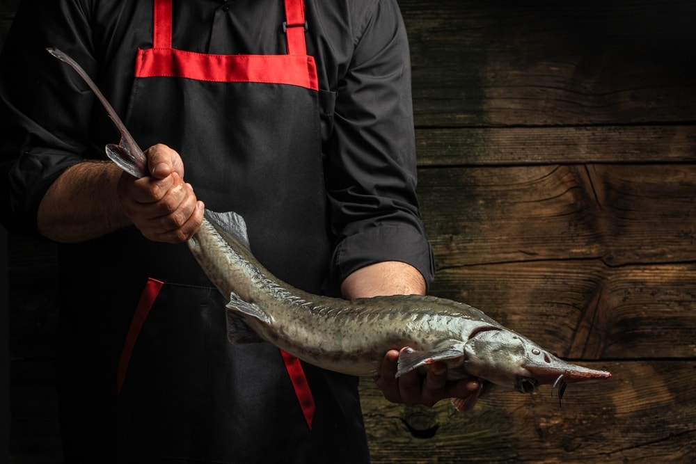 a chef holding a raw sturgeon 