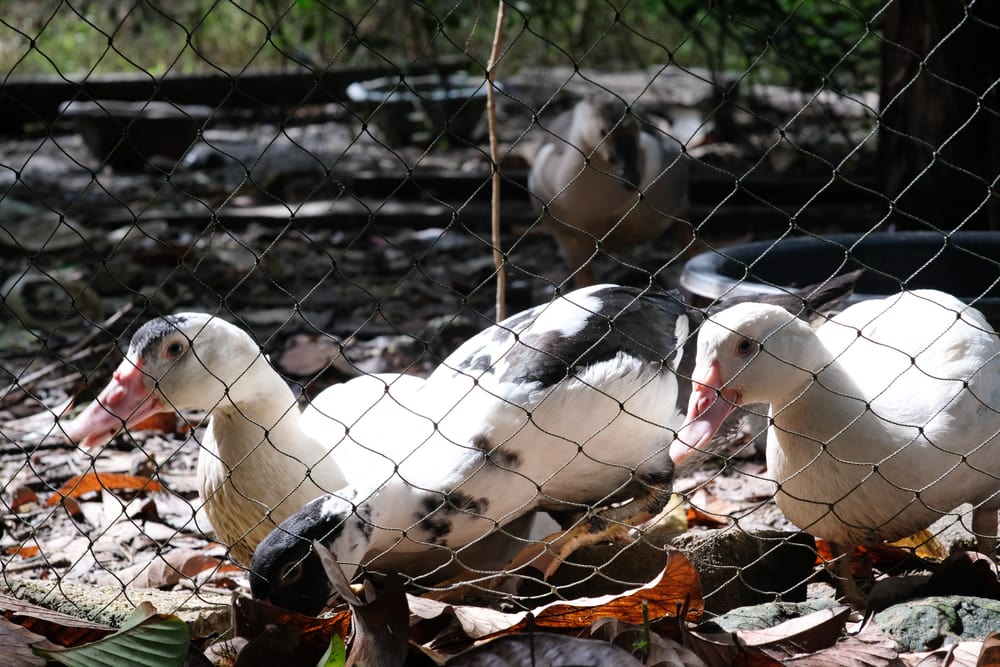 two ducks inside a pen