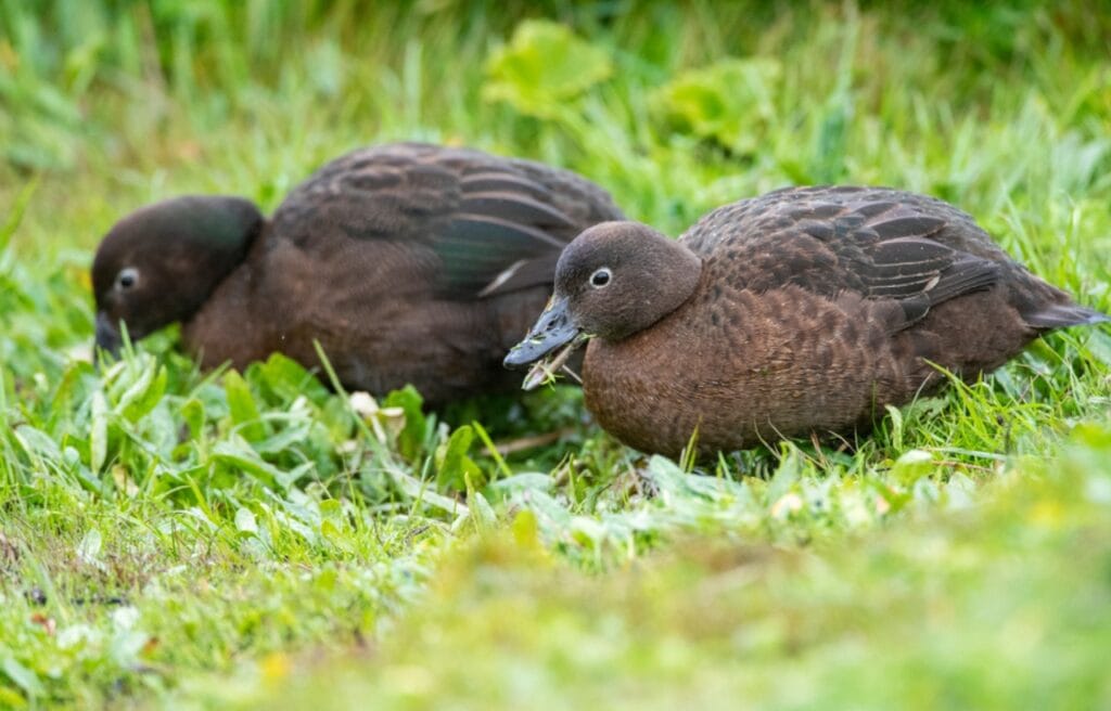 two Auckland Island Teals eating grass