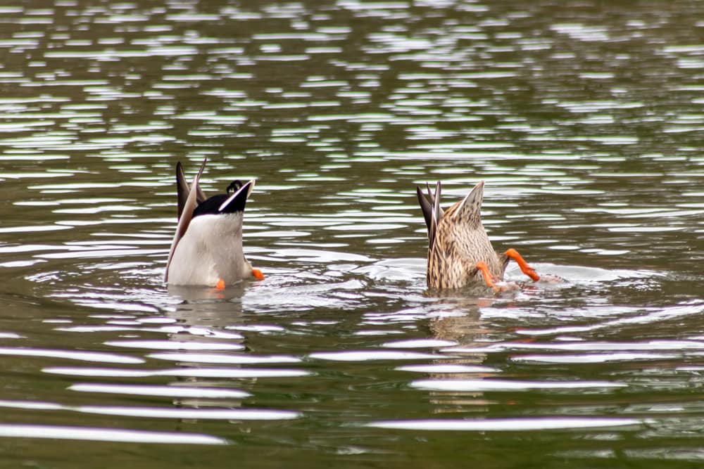 image of dabbling mallard ducks