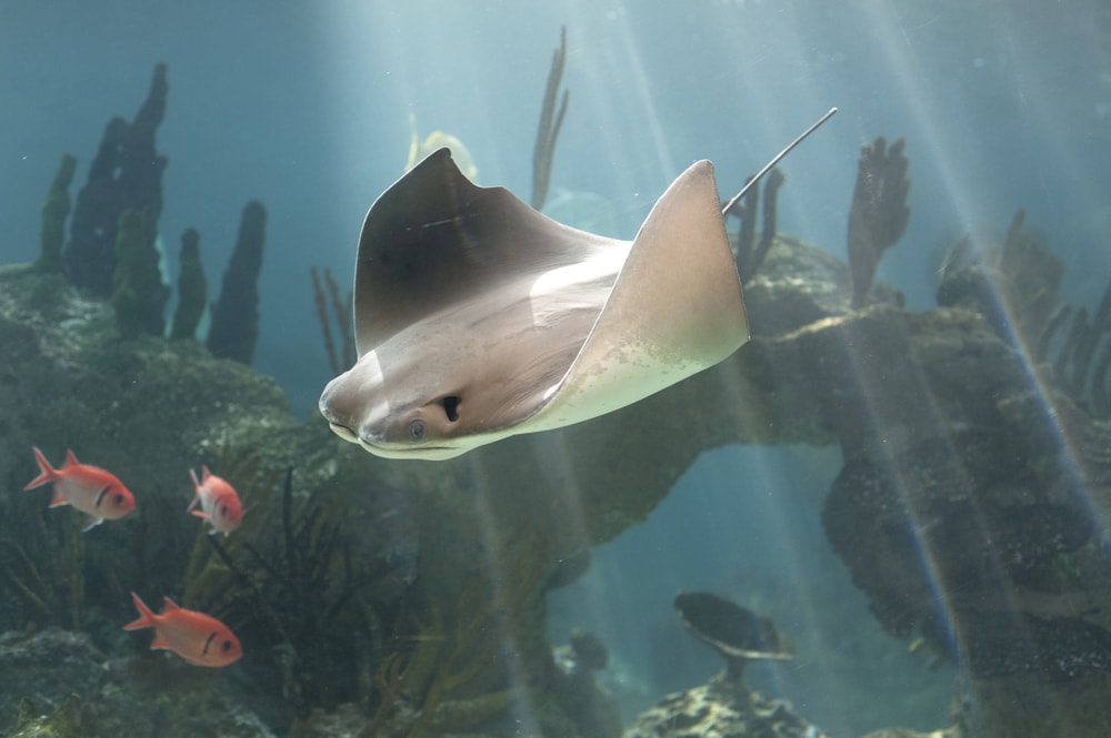 Skates swimming down to the coral