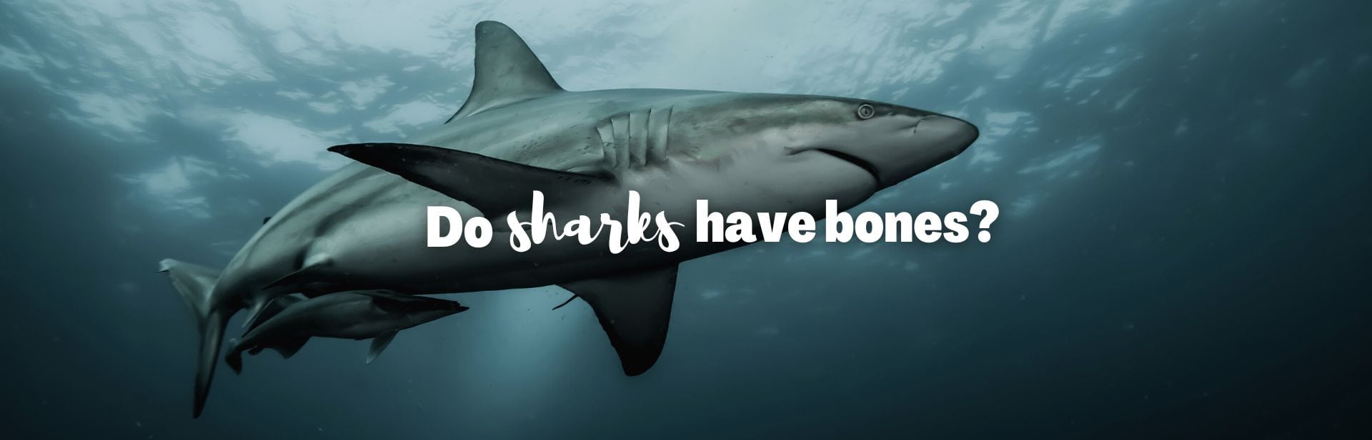 Do sharks have bones featured image