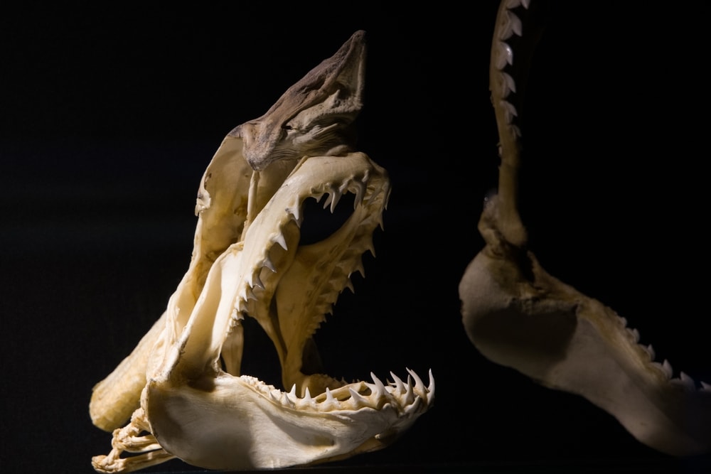 Fossil of the shark's jaw on black background