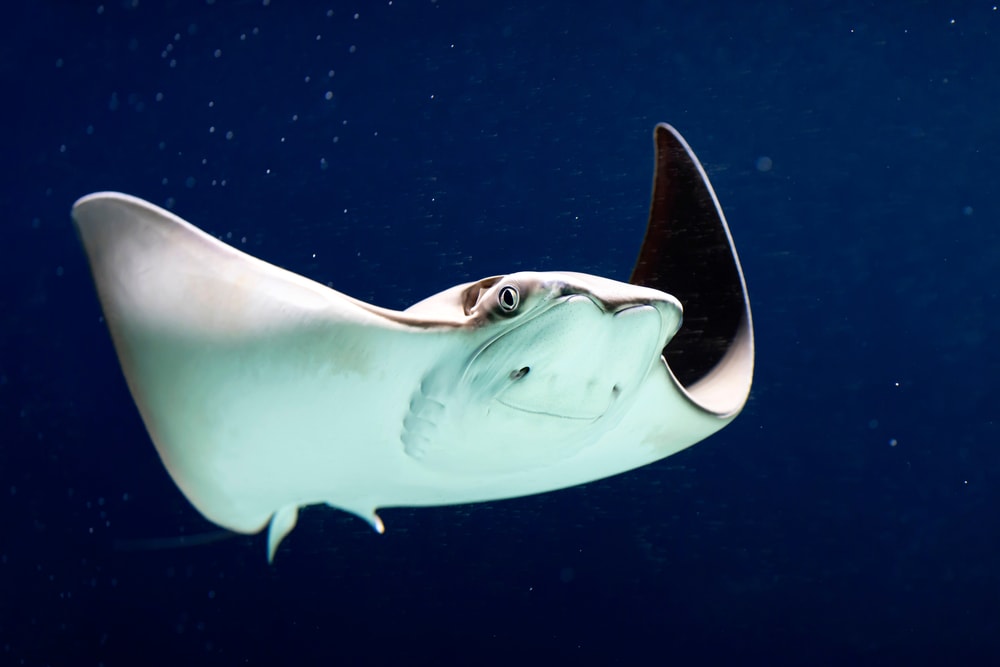 Stingray swimming on the dark ocean