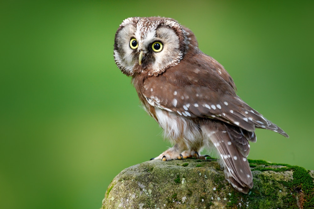Boreal Owl (Aegolius funereus) on top of a stone full of moss