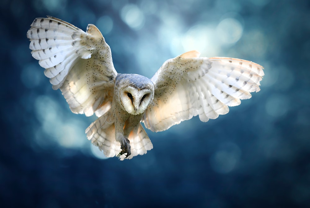 Focus shot of Barn Owl (Tyto alba) flying