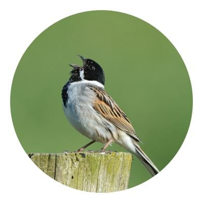 Songbird caught singing on top of a wood