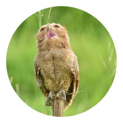 Owl caught singing on top of a wood