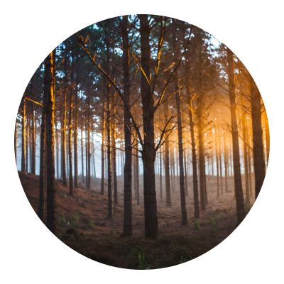 Trees in the middle of forest