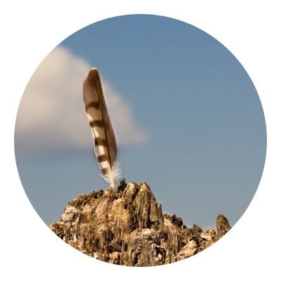 Feather stuck on top of a wood