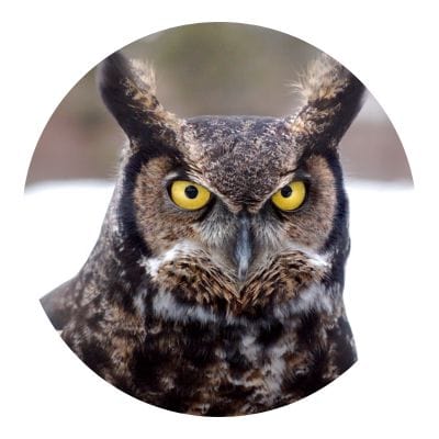 Owl staring at the camera