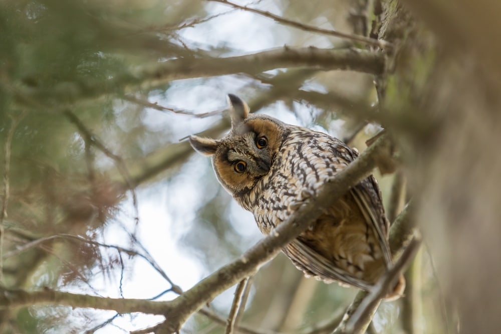 Owl caught the camera picturing him in the middle of a tree
