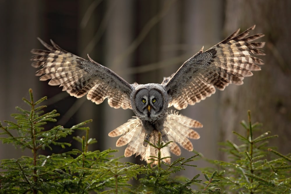 Great Gray Owl (Strix nebulosa) flying