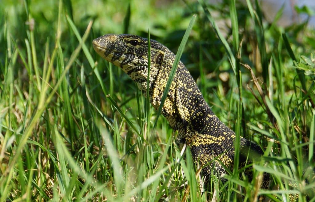 a Nile monitor hiding in grass