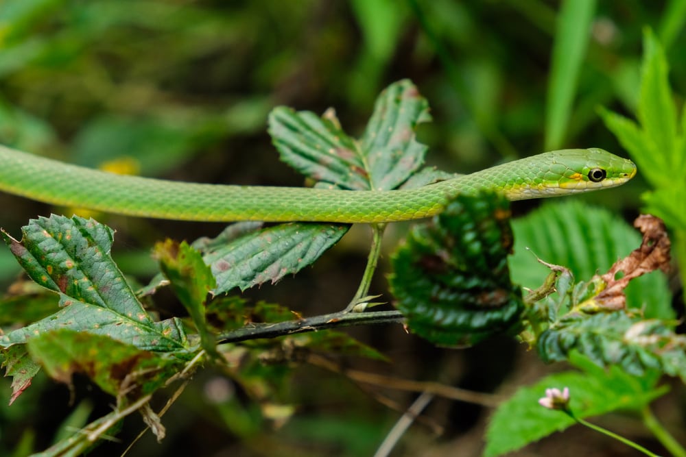 image of a rough green snake on leaves