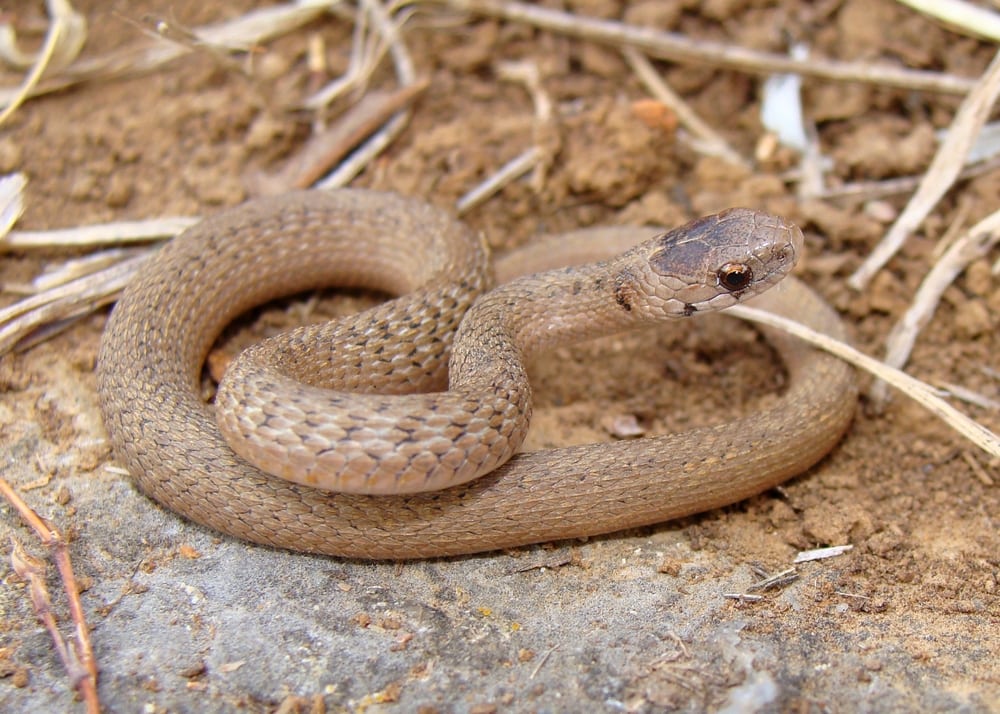 image of a coiled Texas brown snake