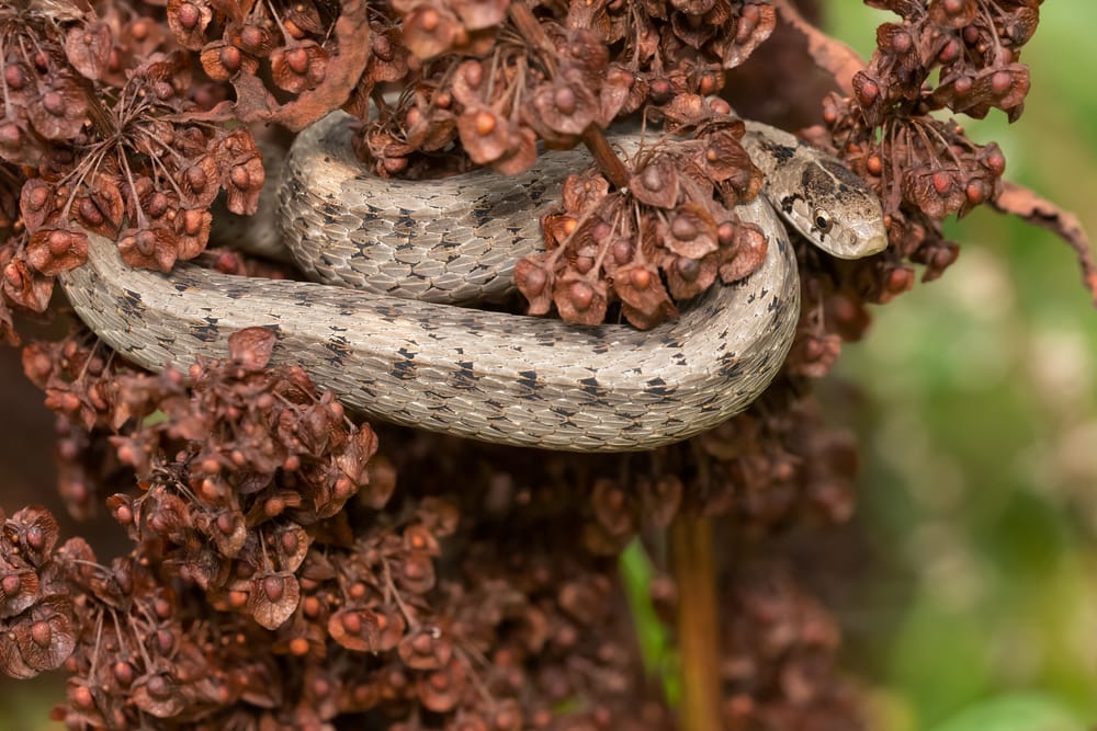 image of Dekay's brownsnake curled in dead weed
