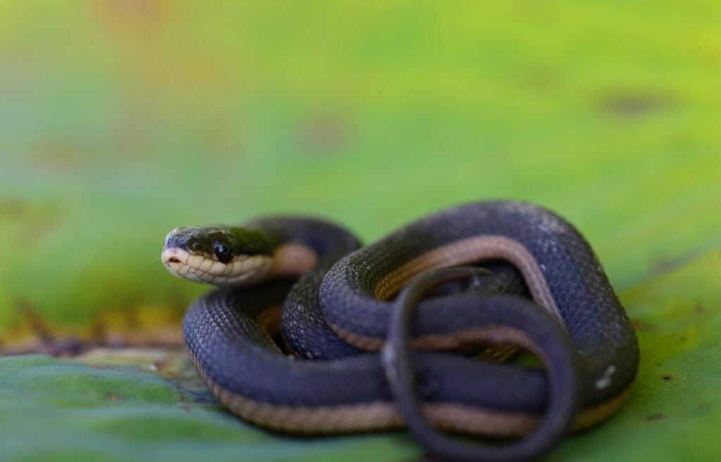 image of a juvenile Graham's crayfish snake on a leaf