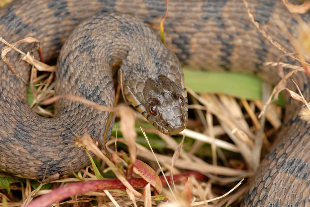 close up image of a diamondback water snake